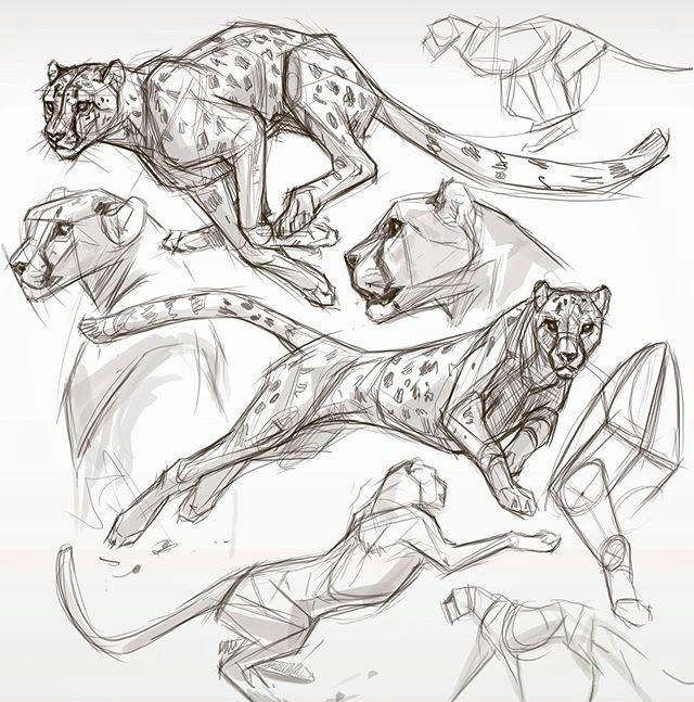 Gesture Drawings Of Animals after Dinner Cheetah Studies Sketch Animalsketch