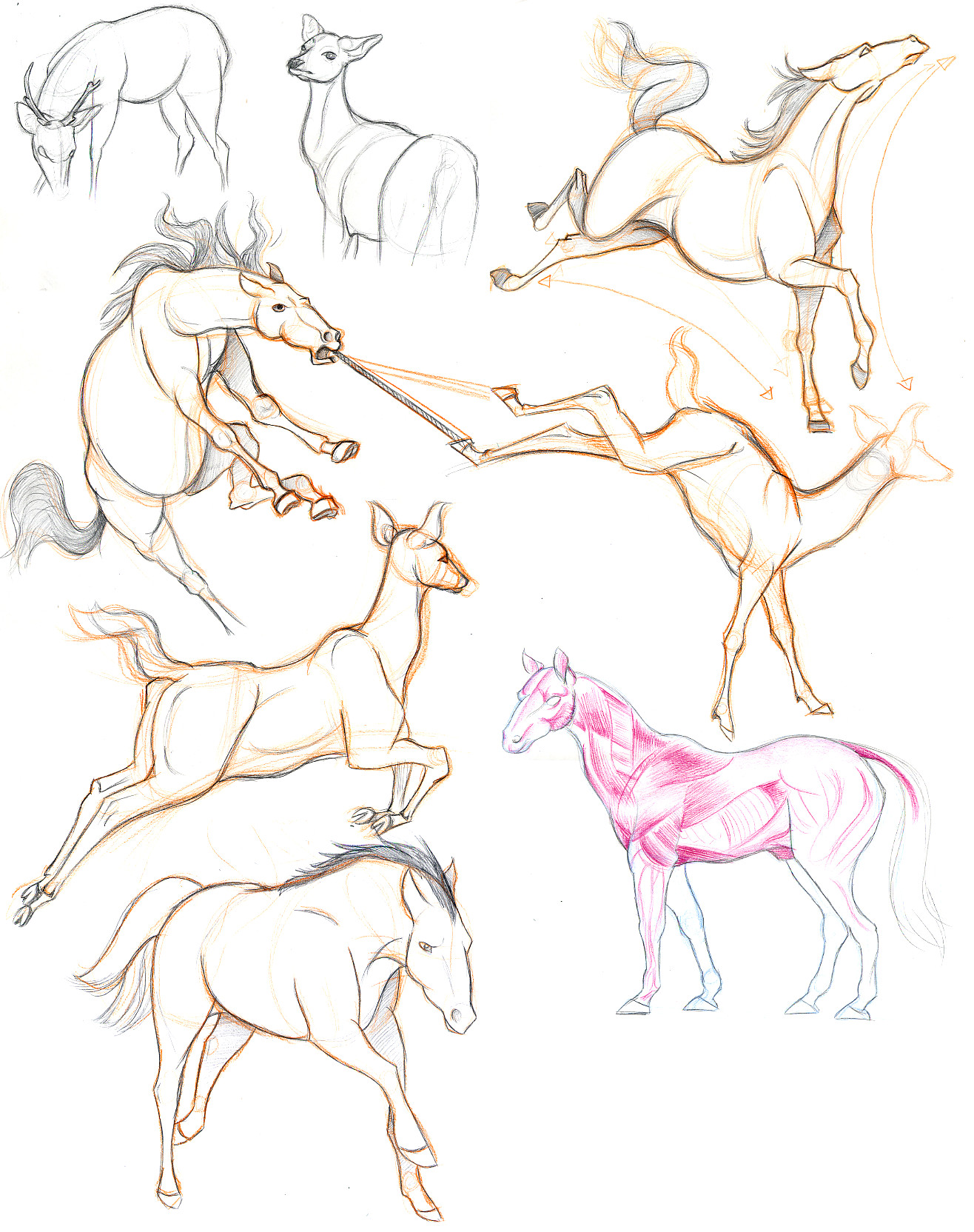 Gesture Drawings Of Animals Horse and Deer Studies by S Tygian Deviantart Com On