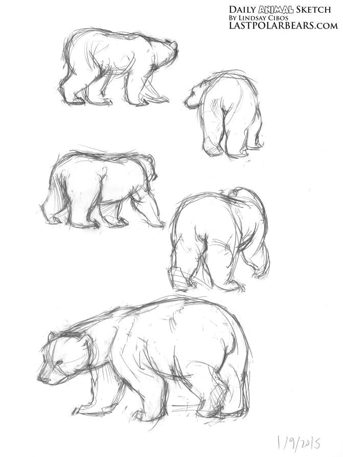 Gesture Drawings Of Animals Image Result for Bear Anatomy Drawing Animal Sketches