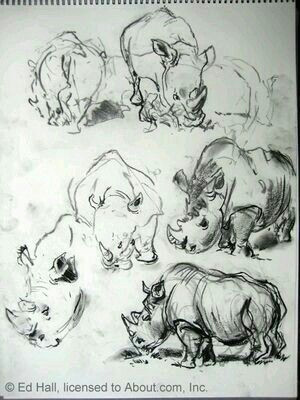 Gesture Drawings Of Animals Pin by Sage Miller On Reference Board Animal Sketches