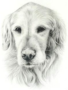 Golden Retriever Drawing Easy 46 Best Golden Retriever Drawings Images Drawings Golden