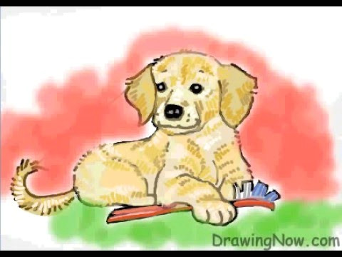 Golden Retriever Drawing Easy How to Draw A Golden Retriever Puppy