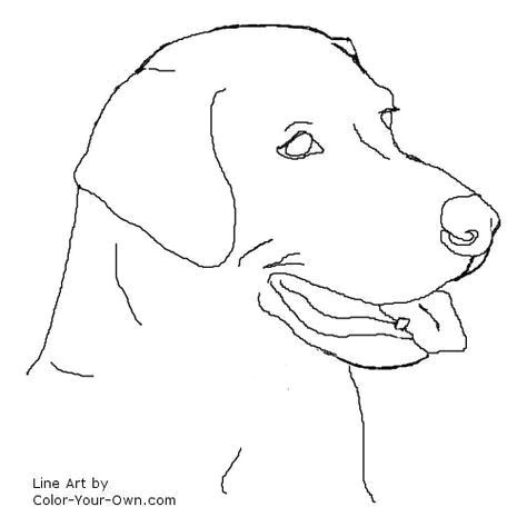 Golden Retriever Drawing Easy Labrador Retriever Headstudy Line Art Labradorretriever