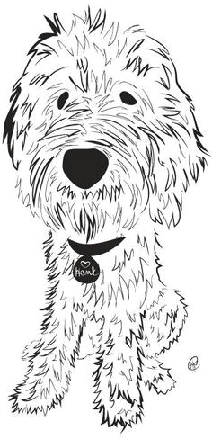 Goldendoodle Drawing Easy 13 Best Labradoodle Drawing Images Labradoodle Dog Art