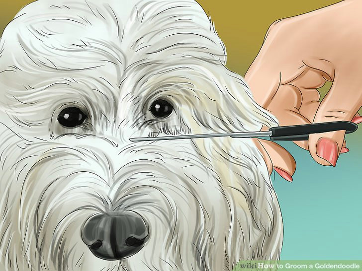 Goldendoodle Drawing Easy How to Groom A Goldendoodle with Pictures Wikihow