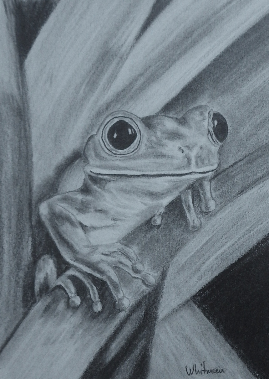 Graphite Pencil Drawing Ideas Tree Frog Pics In 2019 Pencil Drawings Drawings
