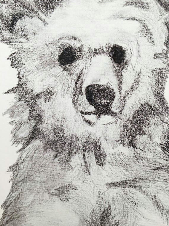 Grizzly Bear Drawing Easy Grizzly Bear Drawing Sketch Baby Footprint Kit