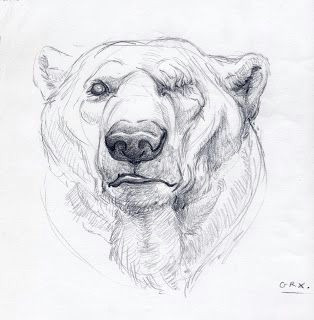 Grizzly Bear Drawing Easy Monster Shop Bear Art Bear Sketch Bear Drawing