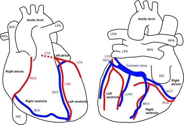 Heart Diagram Drawing Easy Anatomy Of the Heart and Major Coronary Vessels In Anterior