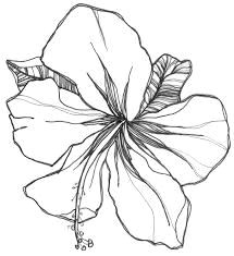Hibiscus Drawing Easy Image Result for Gladiolus Flower Tattoo Drawing In 2019