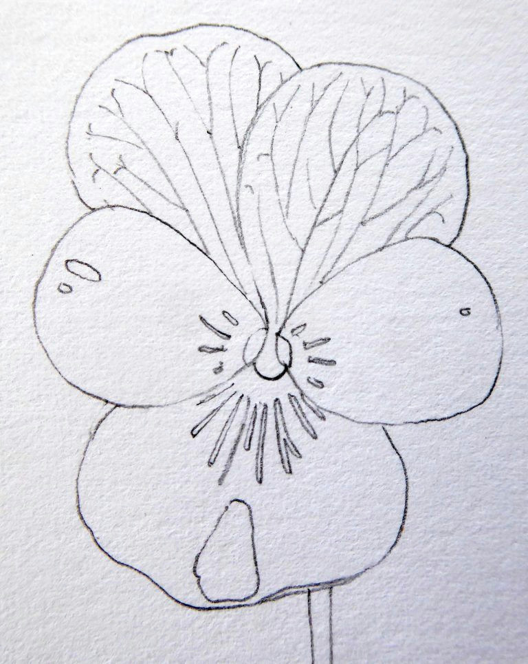Hibiscus Drawing Easy Pin On Aquarellblumen Bluten