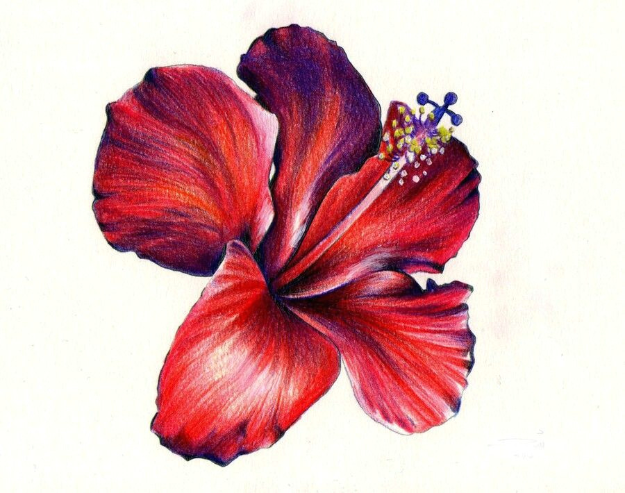 Hibiscus Drawing Easy Wow Hibiscus Flower Drawing Hibiscus Drawing Flower