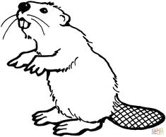 How to Draw A Beaver Easy 26 Best Beaver Cartoon Images Beaver Cartoon Cartoon