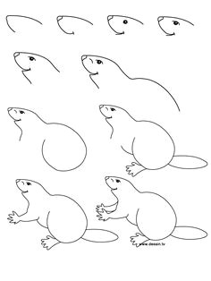 How to Draw A Beaver Easy Die 1383 Besten Bilder Von Zeichnen In 2020 Zeichnen