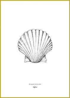 How to Draw A Clam Shell Easy Die 10 Besten Bilder Von Muschel Tattoo Muschel Tattoo