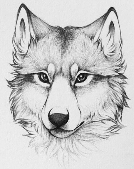 How to Draw A Cute Wolf Easy Loup Pour Tatouage Art Drawings Sketches Pencil Art