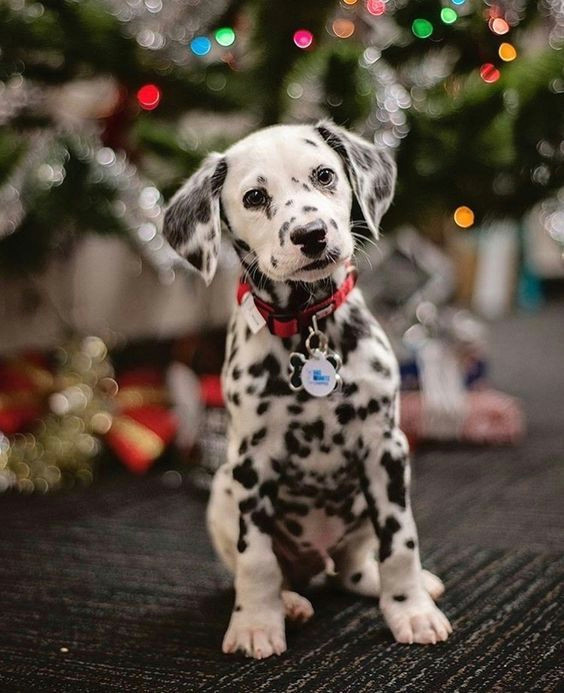 How to Draw A Dalmatian Puppy Easy 13 Photos Of Dalmatians that Will Make Your forget Your