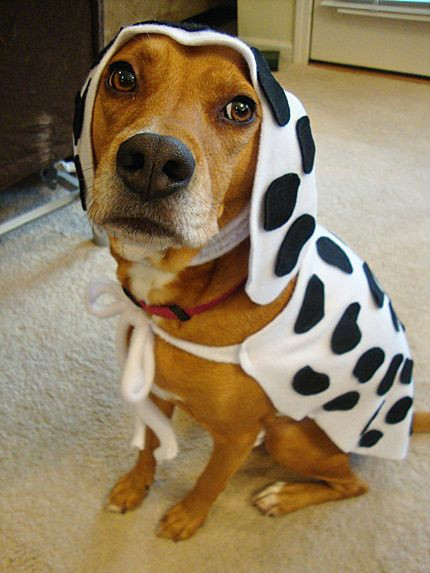 How to Draw A Dalmatian Puppy Easy Dalmatian Halloween Ideas Types Clothes Diy Dog