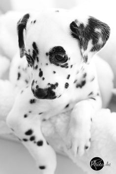 How to Draw A Dalmatian Puppy Easy Die 302 Besten Bilder Von Dalmatiner Dalmatiner 101