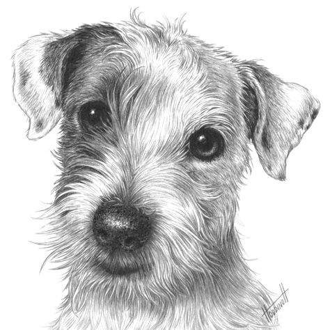How to Draw A Dog Nose Easy Drawspace Com Overview isaac the Jack Russell Dog Art