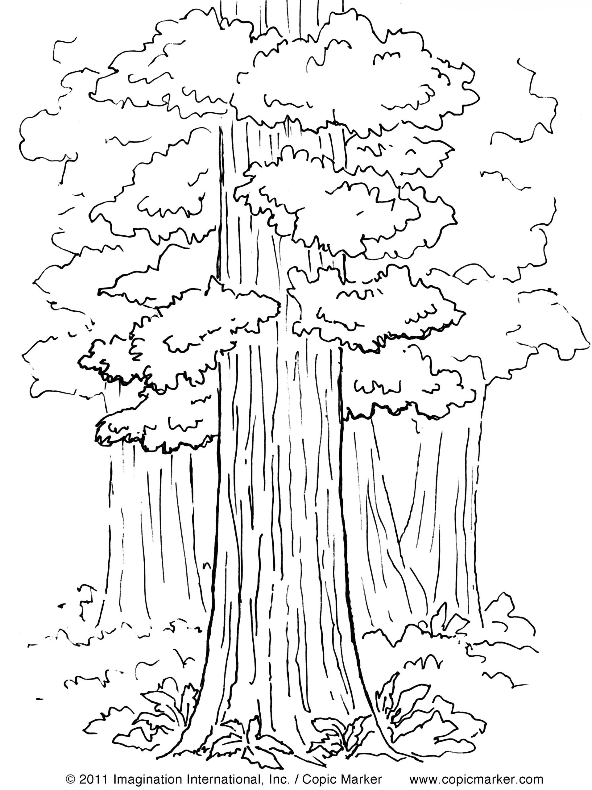 How to Draw A forest Easy Drawing Book for Kids 20 Pages Unique Monet Coloring Pages
