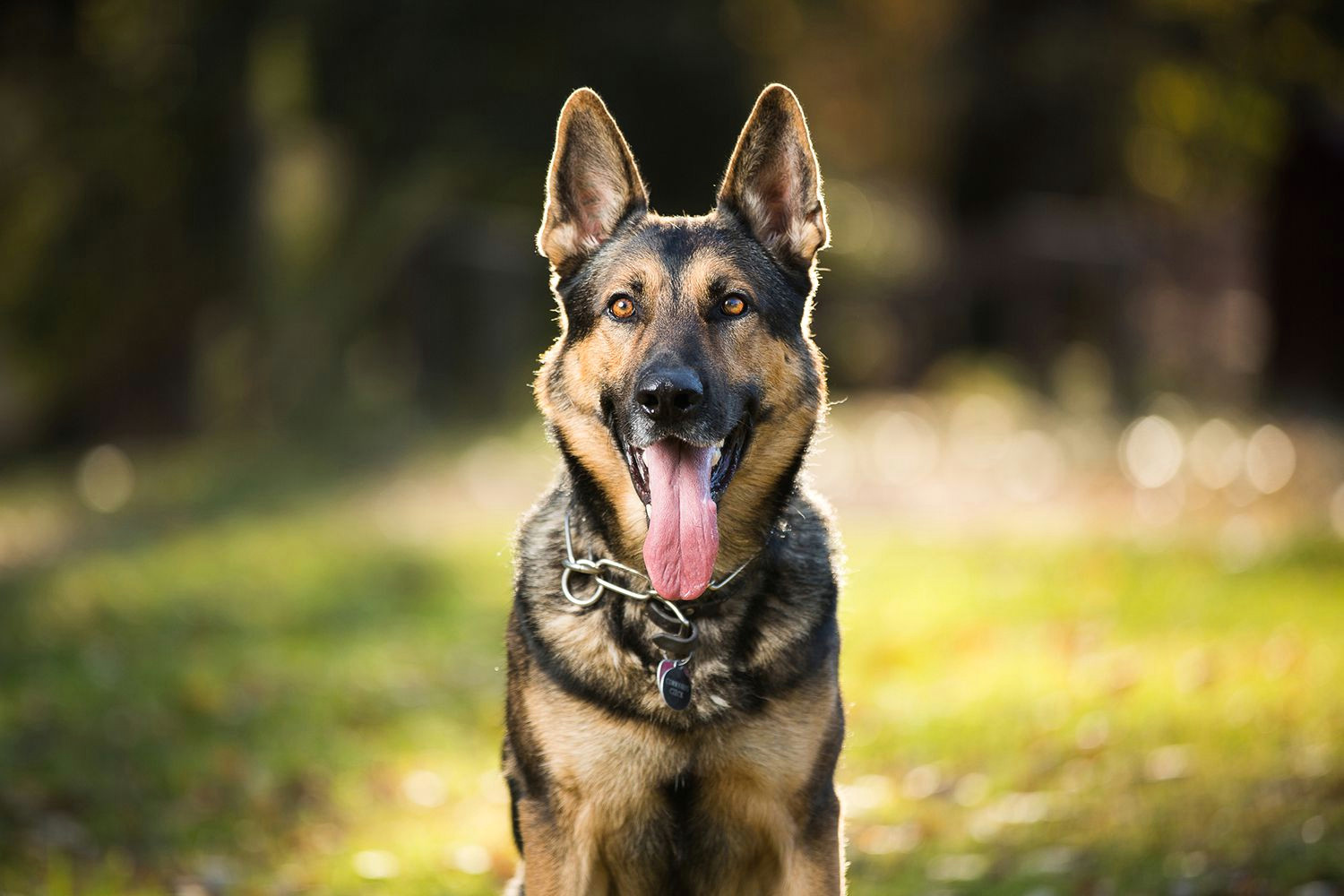 How to Draw A German Shepherd Easy How to Draw A German Shepherd In Colored Pencil