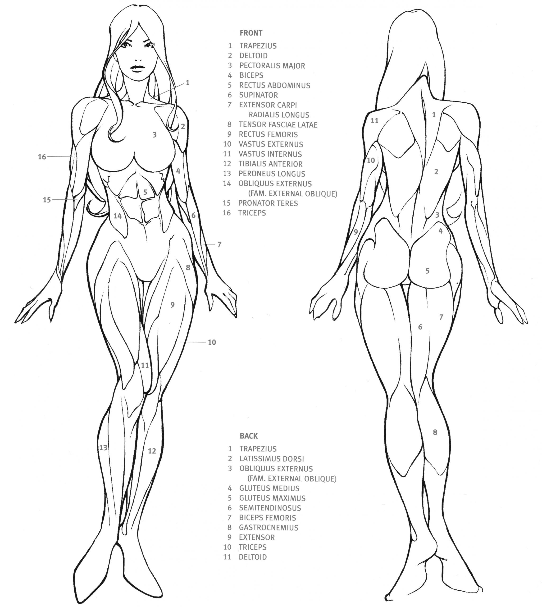 How to Draw A Girl with Edges Female Anatomy by Jeramie28292829 Jpg 4599 X 5148 14