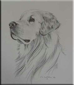 How to Draw A Golden Retriever Face Easy 46 Best Golden Retriever Drawings Images Drawings Golden