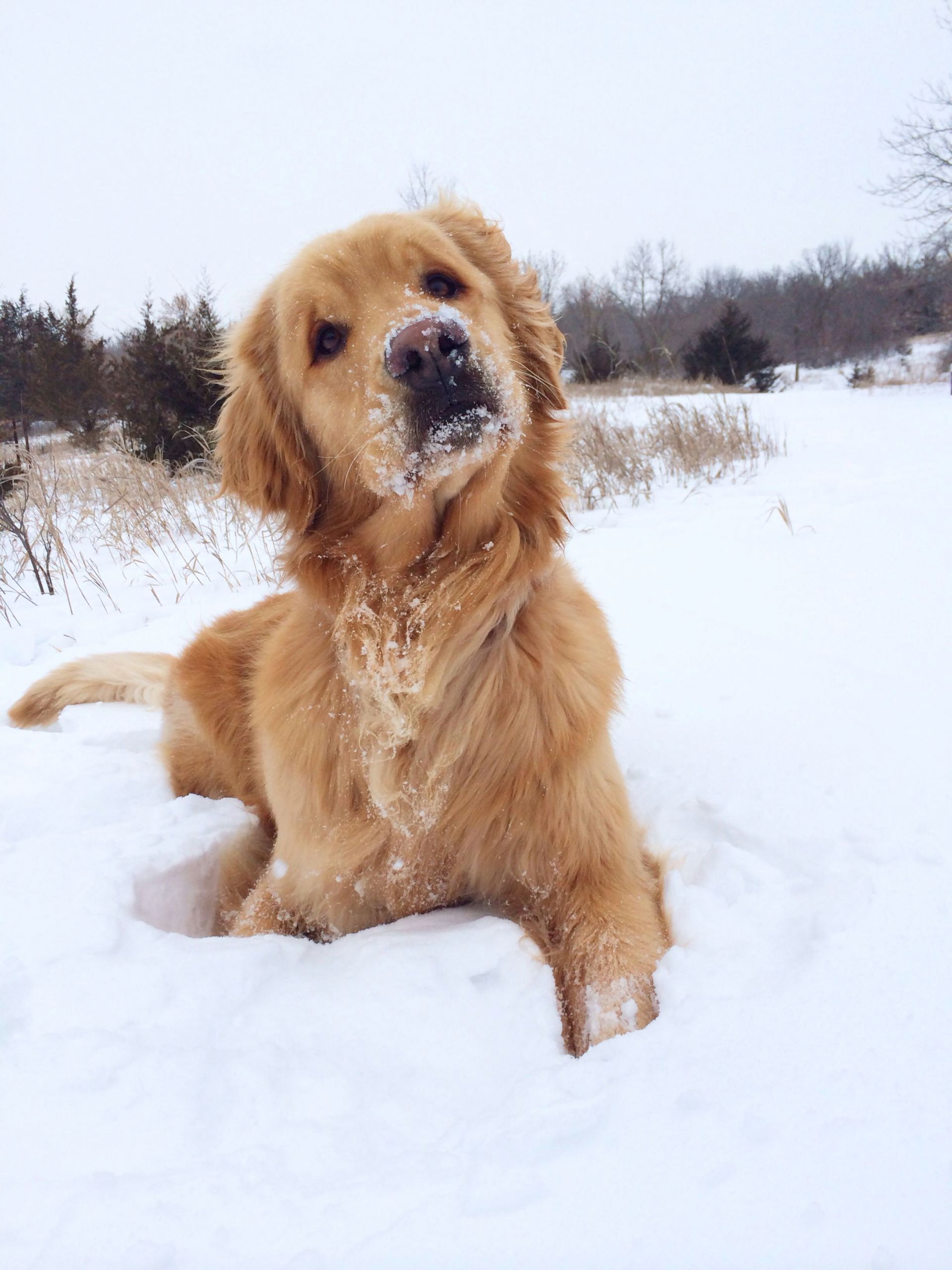 How to Draw A Golden Retriever Face Easy I Love when My Dogs Do that Face Hahaha Cute Dogs Cute