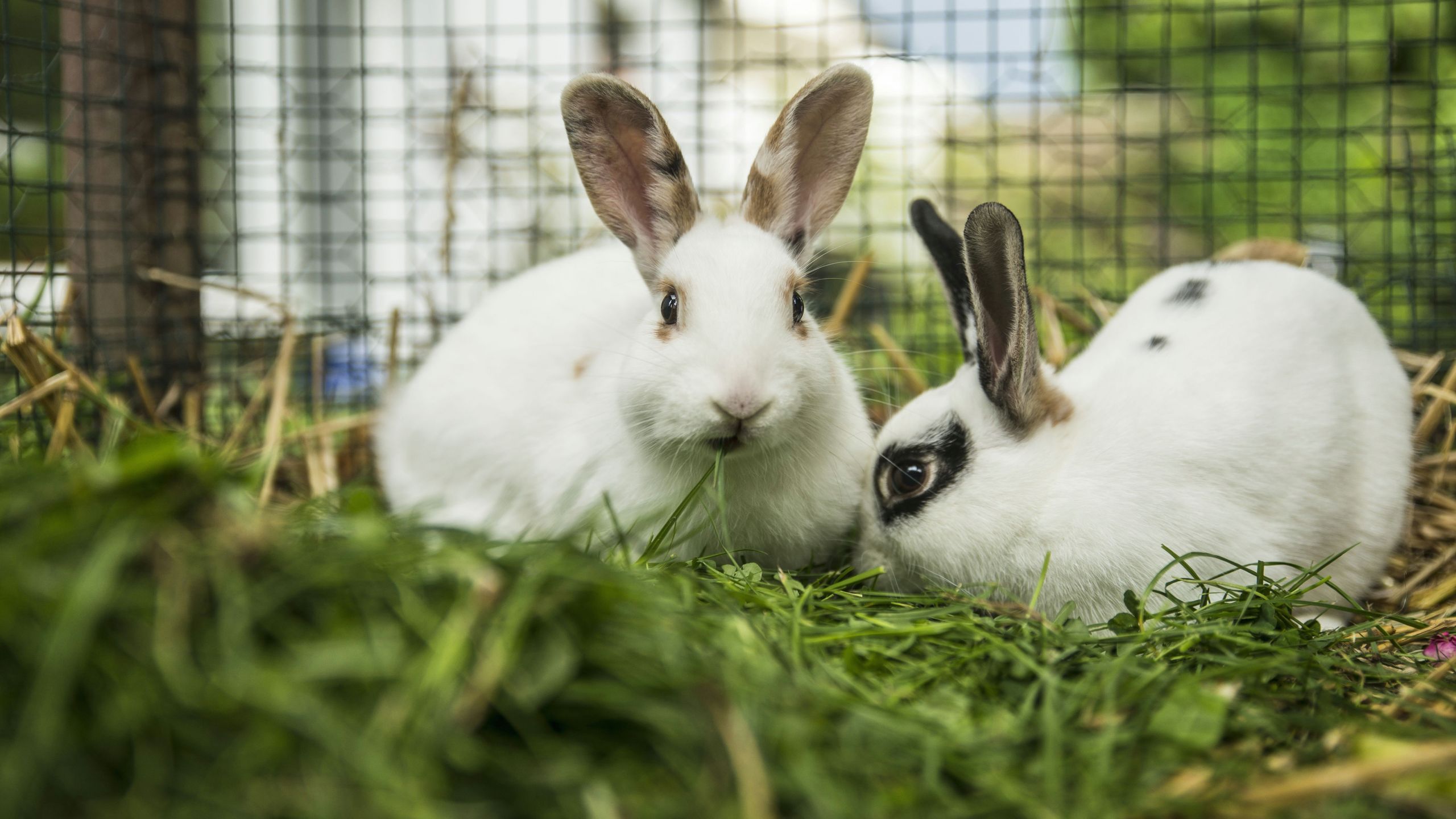 How to Draw A Hare Easy Step by Step 10 Completely Free Diy Rabbit Hutch Plans