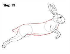 How to Draw A Hare Easy Step by Step 314 Best Rabbit Drawing Images Rabbit Drawing Animal