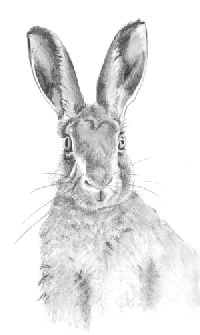 How to Draw A Hare Easy Step by Step 43 Best Hare Art Images Hare Art Rabbit Art