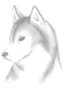 How to Draw A Husky Easy 14 Best Husky Drawing Images Husky Drawing Husky Animal