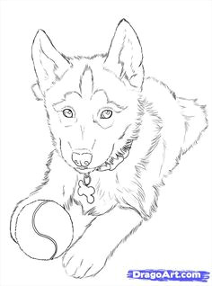 How to Draw A Husky Easy 14 Best Husky Drawing Images Husky Drawing Husky Animal