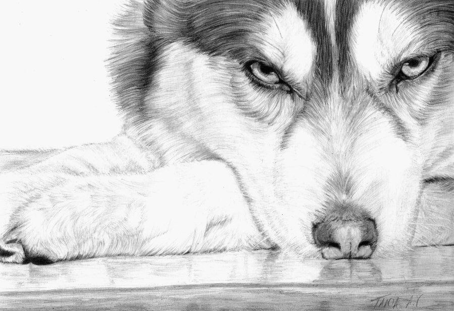 How to Draw A Husky Easy Pencil Drawing Husky Husky Drawing Painted Rock Animals
