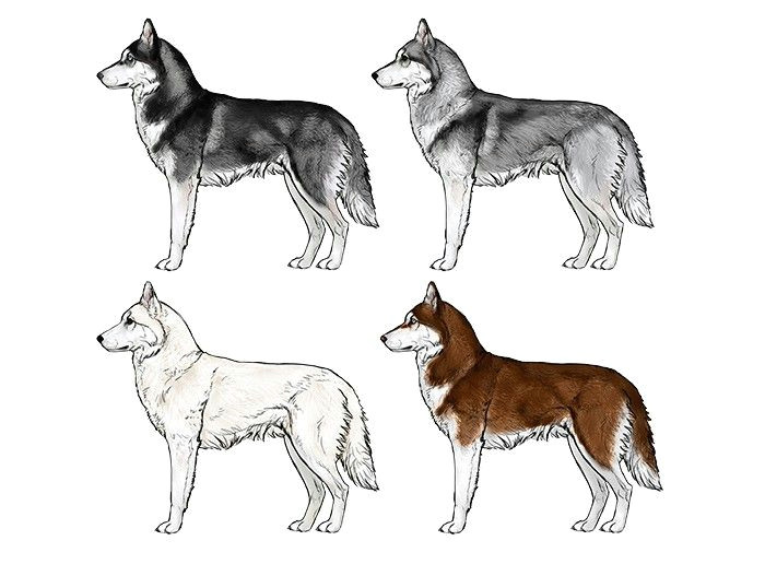 How to Draw A Husky Easy Pin by Sky Klatt On Dog Pictures In 2019 Easy Animal