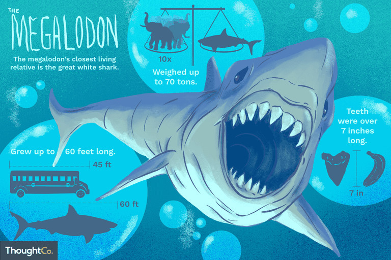 How to Draw A Megalodon Easy 10 Interesting Facts About Megalodon