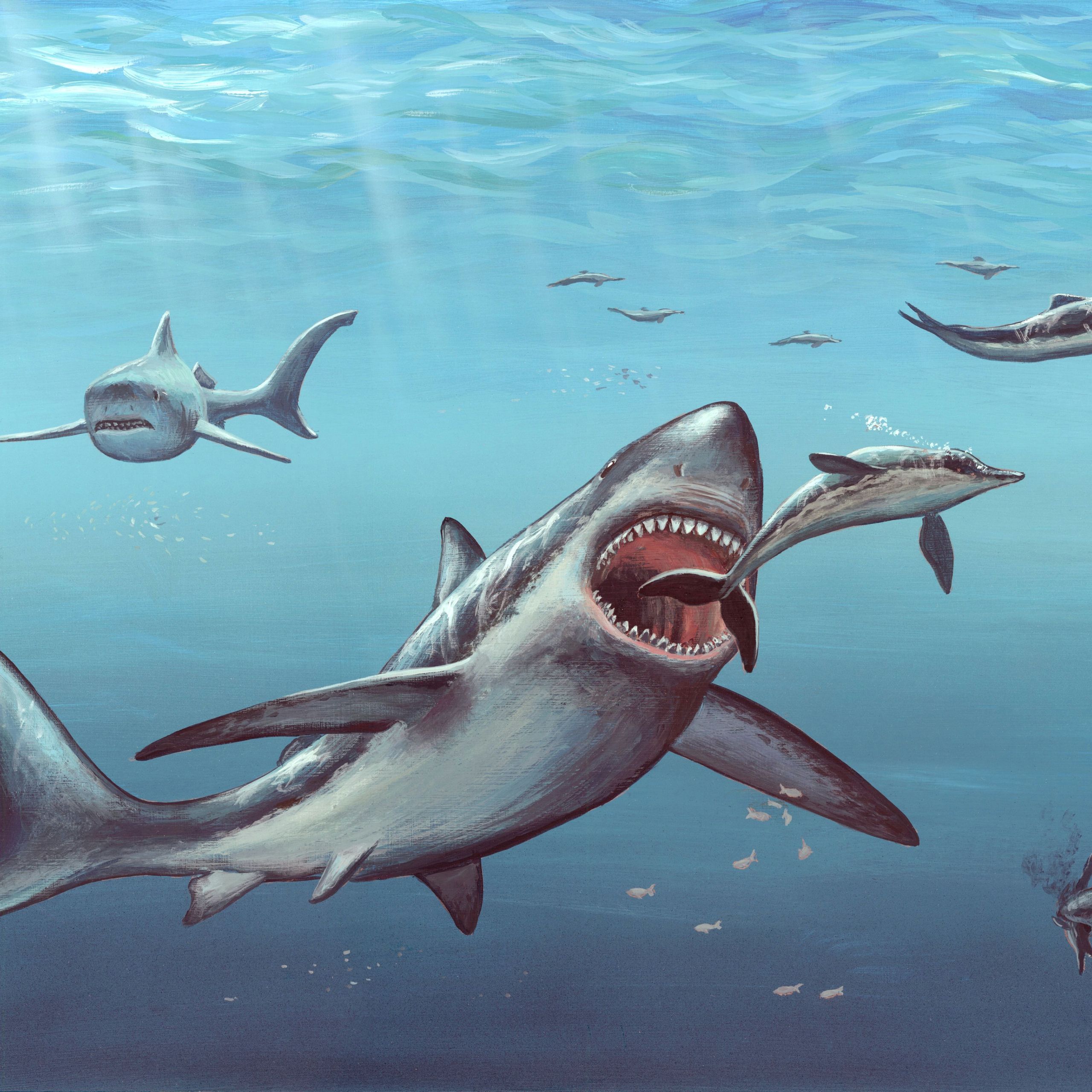 How to Draw A Megalodon Easy 11 Facts About Megalodon the Giant Prehistoric Shark