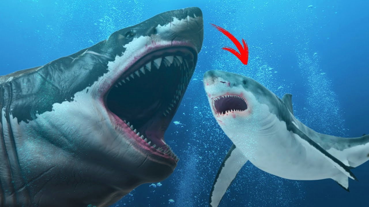 How to Draw A Megalodon Easy Did the Megalodon Turn Into the Great White