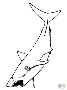 How to Draw A Megalodon Step by Step Easy Die 35 Besten Bilder Von Shark Mouth Motorrad Fahrzeuge