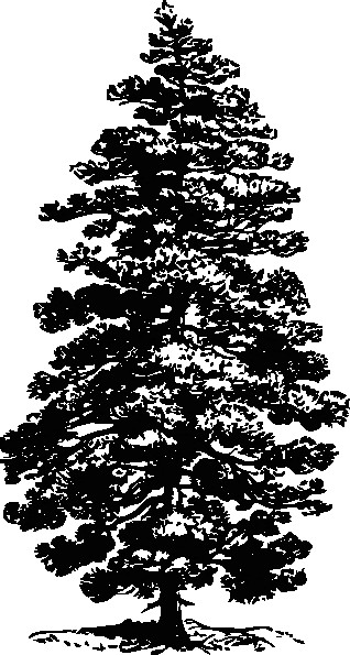 How to Draw A Pine Tree Easy Free Pine Tree Outline Download Free Clip Art Free Clip