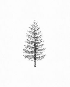 How to Draw A Pine Tree Easy Pine Tree Art