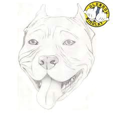 How to Draw A Pitbull Face Easy Step by Step Angel Edgardo Animethecrater On Pinterest