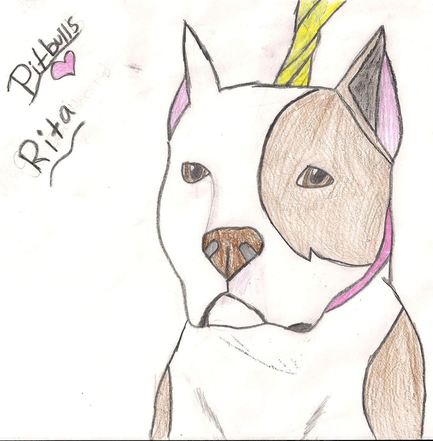 How to Draw A Pitbull Face Easy Step by Step Images Of How to Draw A Pitbull Easy Www Industrious Info