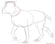 How to Draw A Pitbull Step by Step Easy 153 Best How to Draw Canines Images Animal Drawings