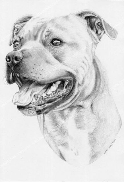 How to Draw A Pitbull Step by Step Easy 42 Best Ideas for Dogs Drawing Pitbull Dogs Drawing Dog