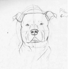 How to Draw A Pitbull Step by Step Easy 44 Best Pitbull Drawing Images Dogs Cute Dogs Dog Breeds