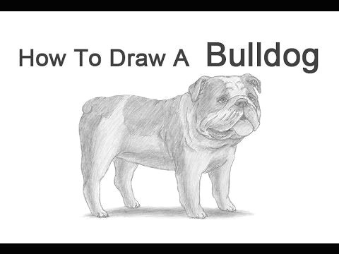 How to Draw A Puppy Dog Easy How to Draw A Bulldog English Bulldog Bulldog Puppies