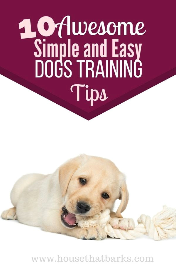 How to Draw A Puppy Dog Easy Learn How to Easily Train Your Puppy Dog to Sit Heel Down