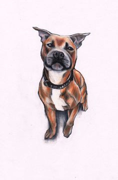 How to Draw A Staffy Dog Easy 8 Best Staffie Art Images Bull Terrier Dog Dogs Drawings
